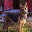 Grim Tales: The Hunger Collector's Edition icon