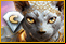 The Harmony Chronicles: Cat Out of the Bag Collector's Edition